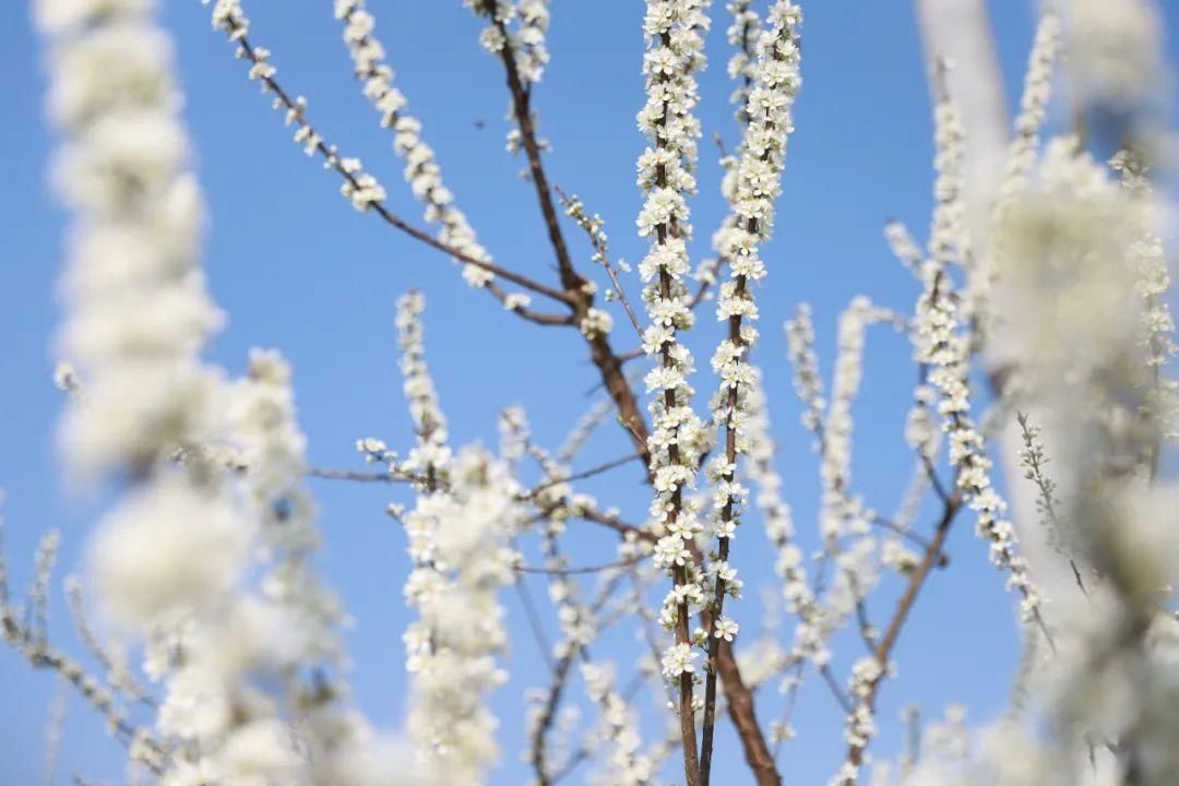 二月春光如酒浓 共赴广安花的盛宴