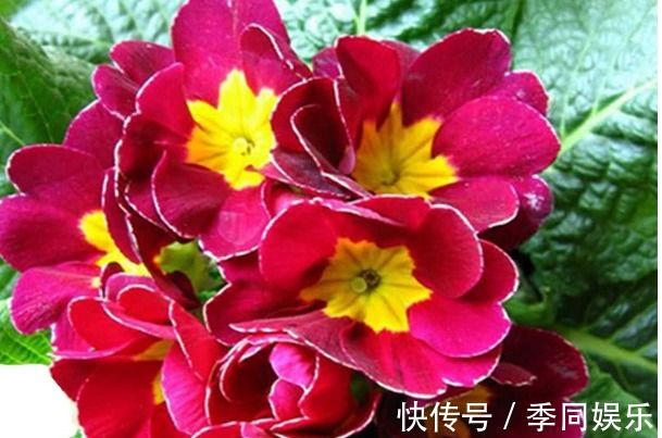 自己做出养花万能土,养啥旺啥,比买的土好很多