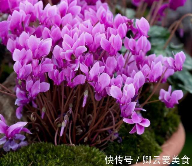 休眠|在市场买花,要记住“四不买”,养花再也不踩坑,养好也是挺简单