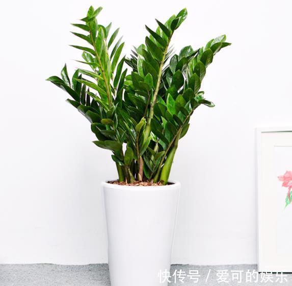 秋天养盆金钱树,牢记4个要点,枝繁叶茂不黄叶,大气美观惹人爱