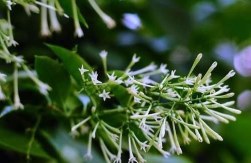 光棍树|家中无法养这三类绿植,白送都不要,危害很大不建议养