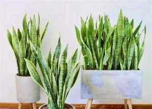 虎皮兰生长缓慢教你3个养护小妙招,轻松爆盆长小芽