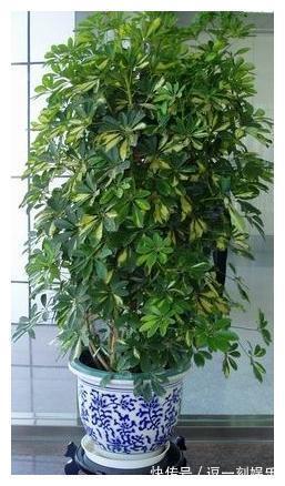 8种绿植,家里养一盆,废气吸光光,净化空气一级棒