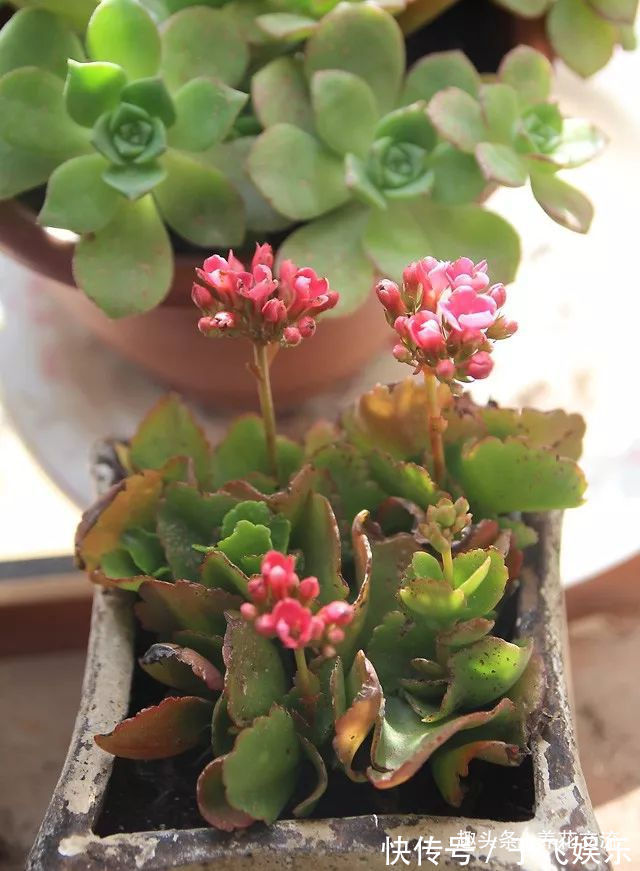 多肉植物|盆栽多肉植物不小心长变形了，适当修剪后就能恢复好看的形态