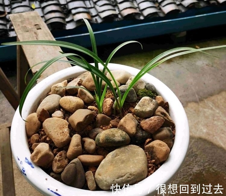 腐叶土|鹅卵石做兰花护盆可以吗?网友的骚操作让人哭笑不得,替兰花无奈