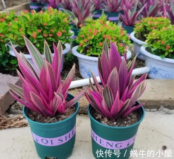 长势|盘点10种耐阴花,北阳台照样生机勃勃,皮实好养有格调