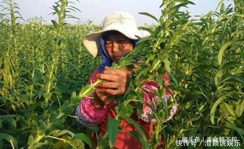 芝麻叶|很多人都只吃种子,其实叶子才是宝贝,20一斤都供不应求