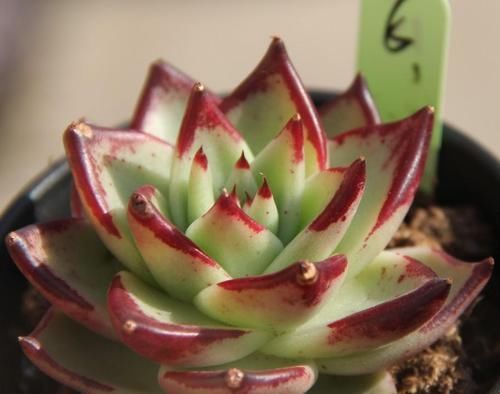 养护|养多肉乌木，狠心折磨一年，挺拔又亮丽，人人见了都夸美