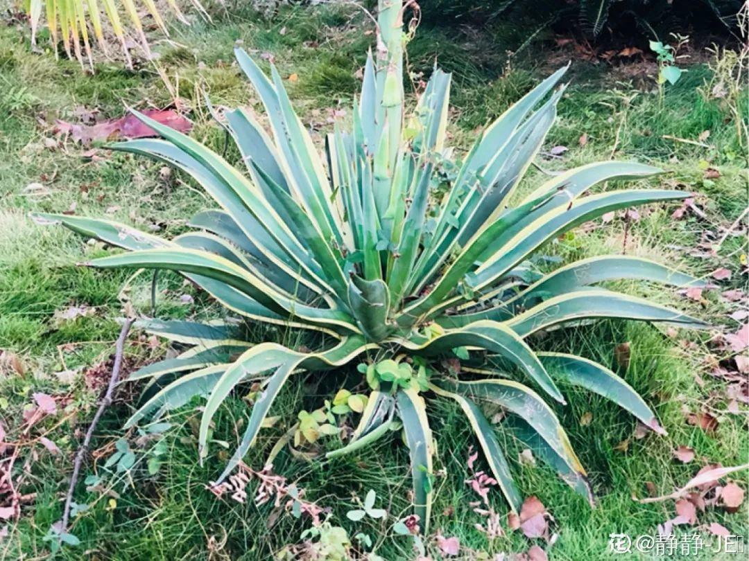 有毒性|20种有毒花,出门别乱摘,有小孩的特别注意