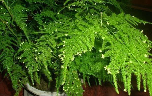 养文竹就要“狠”，黄叶枯枝直接剪，套个袋重新变成小树林