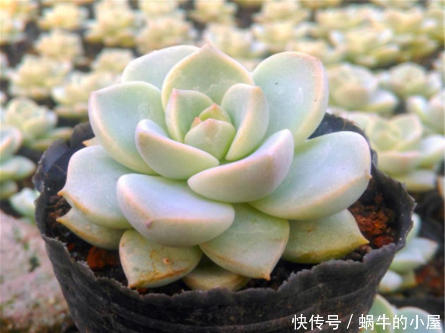 普货多肉中的战斗机——白牡丹,做好2个点,出状态比贵货还漂亮