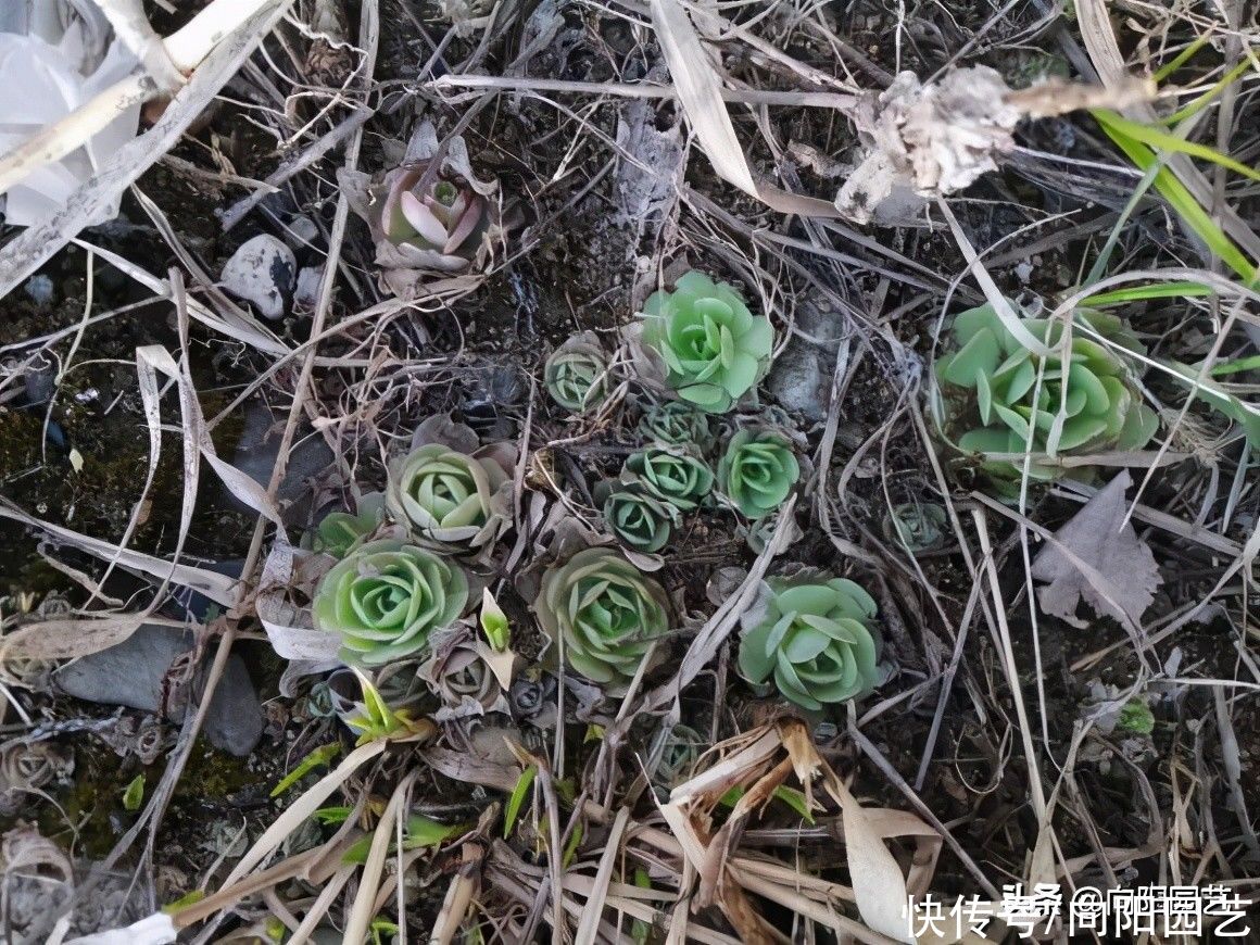 上山挖野菜，遍地都是多肉，竟然没人要，感觉要发财了