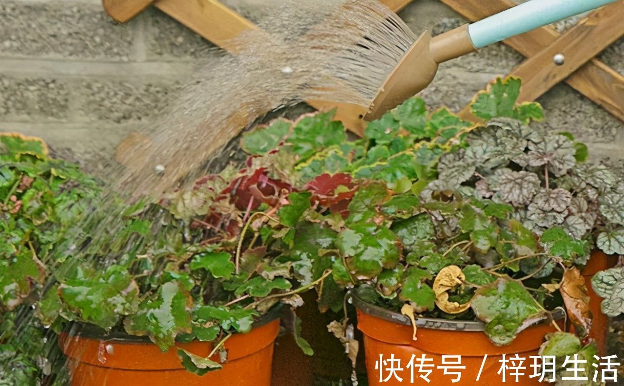 冬天浇花的“4个坏习惯”,看你有没有?难怪花卉烂根