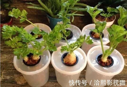 种菜|阳台种菜不用种子,菜根切下来埋盆里,生长周期短,新芽长得快