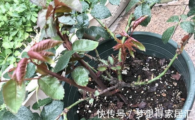 透气性|月季换盆有诀窍,顺应“三时期,两习性”,服盆几率大大提高