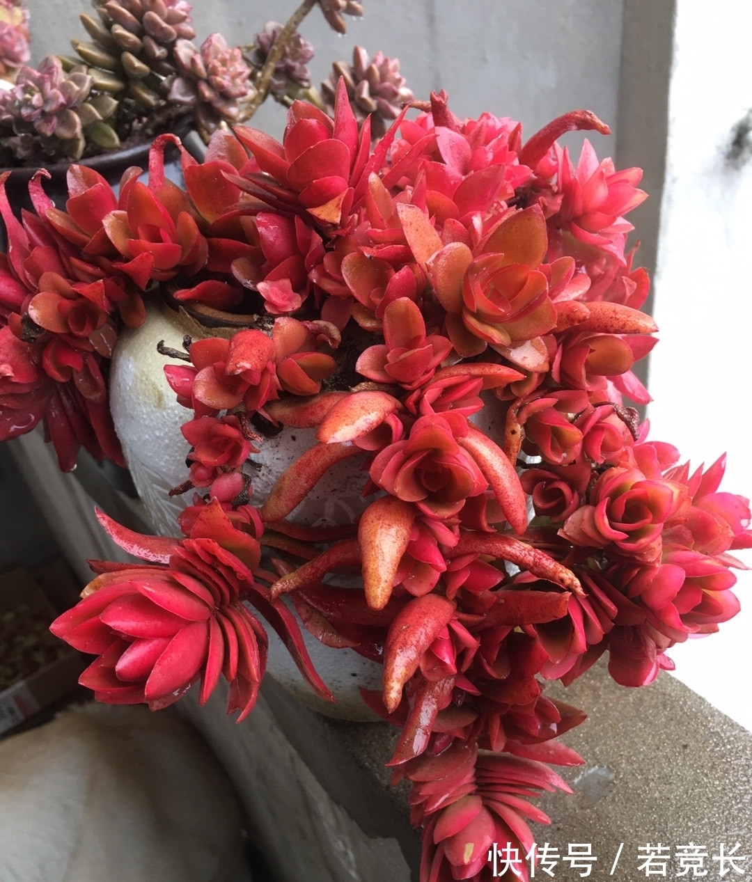 速率|这“三多肉”是耐热小能手,无需掐芽易群生,40℃仍生机勃勃