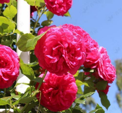 盘点“6种”藤本月季,观赏价值十分高,值得养一盆在家中