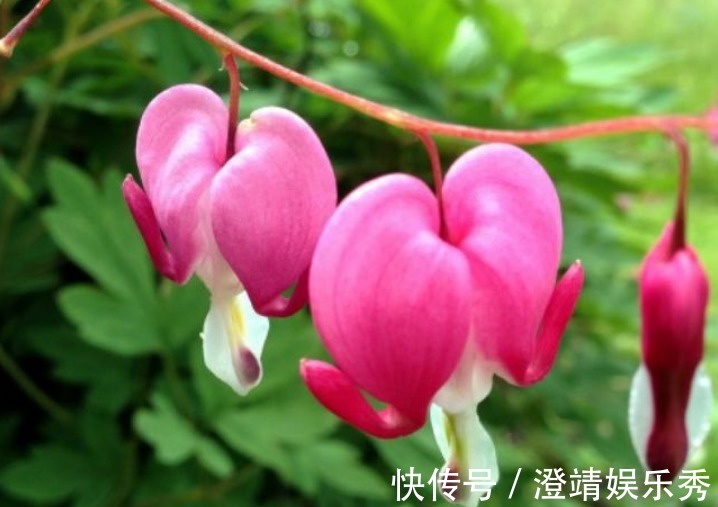 3种“爱情花”,养家里幸福满满,送爱人浪漫真诚,快快养起来!