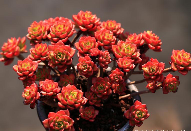 这5款多肉极难养出状态,养护环境不好或新手朋友最好不要碰它们