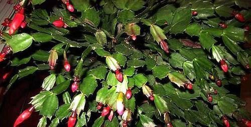 光照|养蟹爪兰做好三点,叶肥根壮,开花爆盆,养不好已成过去