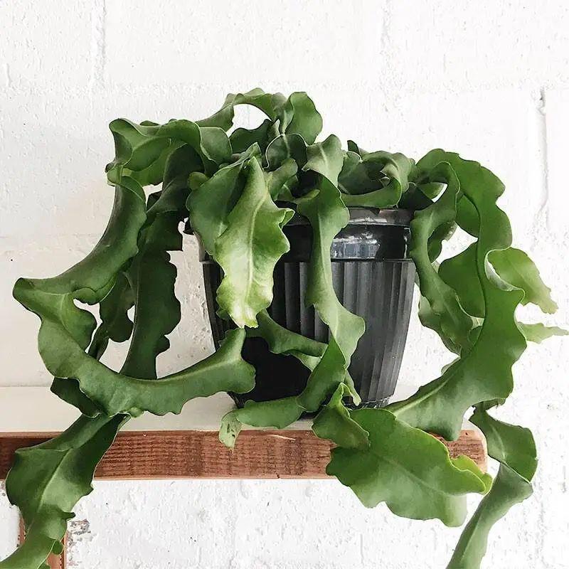 13种耐阴花卉,光照不佳也能生长良好,枝繁叶茂,美丽如画