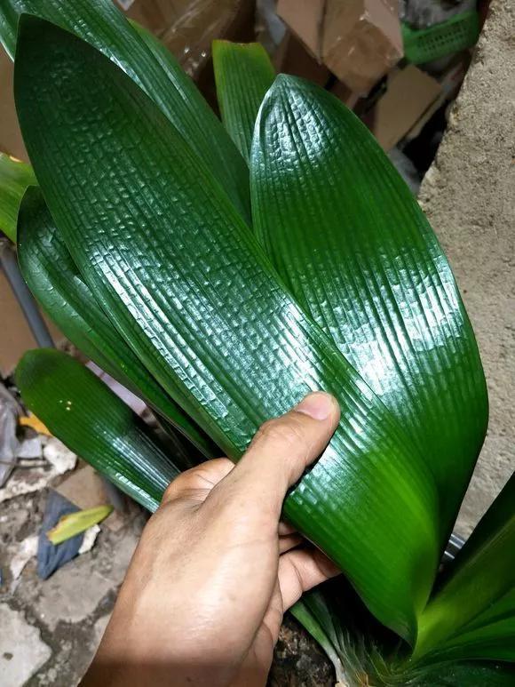 氮肥|君子兰长得太慢学几招,叶子猛长花开不断,美翻天!