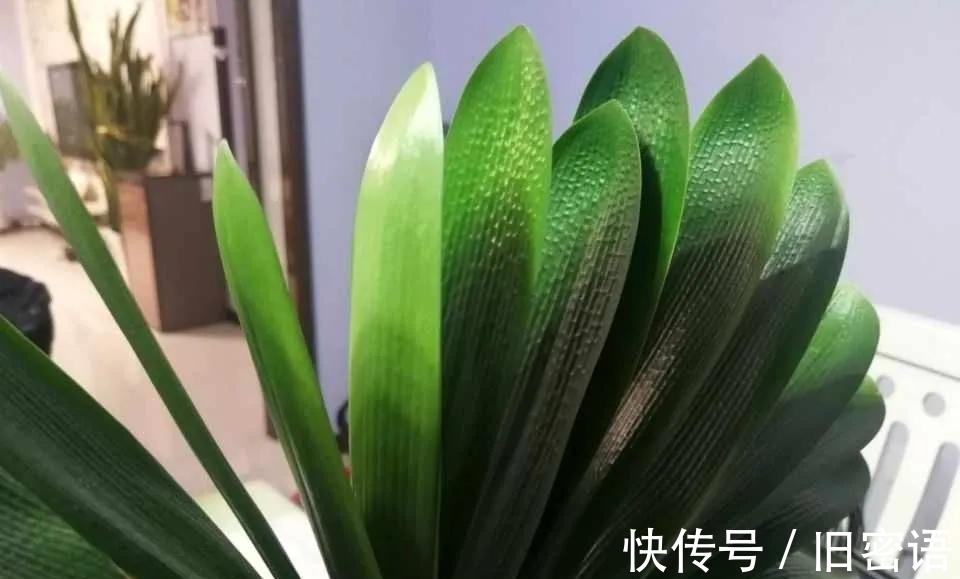 君子兰叶子不整齐，做好3步，侧看成线，正看如折扇！