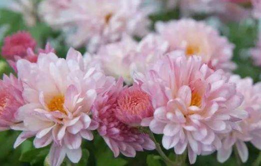 4种花，花朵又大又美，名字也好听，还能散发阵阵花香