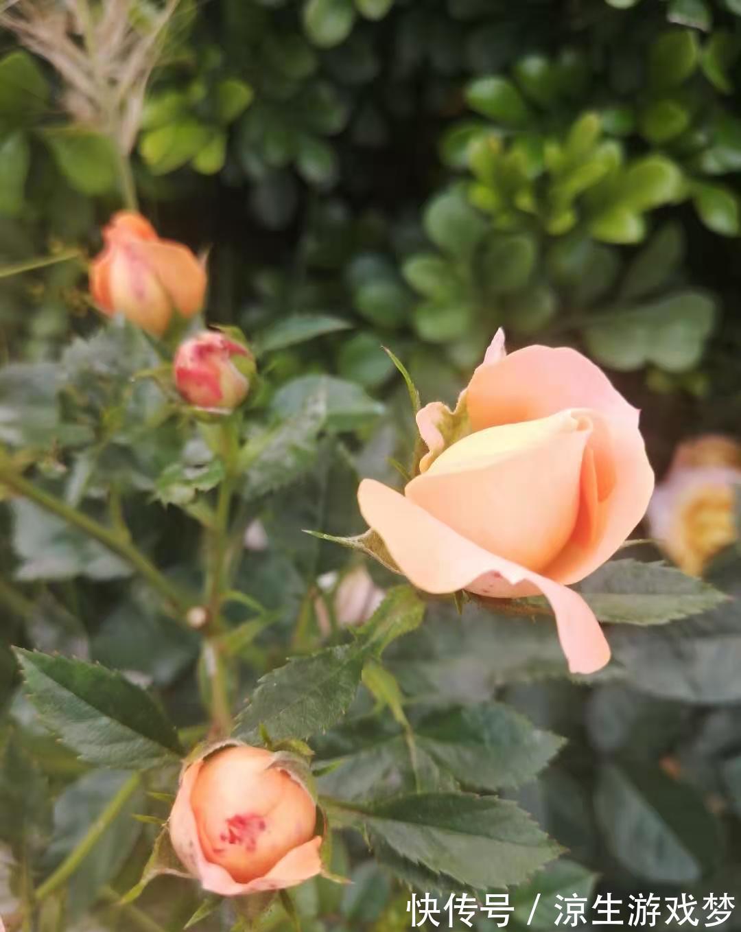 公认难养的10种“漂亮花”,没有几年养花经验,建议别买回家