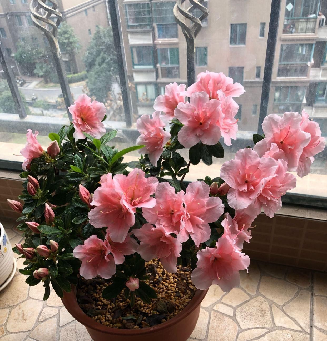 盆景|此花是中国传统名花,种植容易,四季常开,适合盆栽,还可做盆景