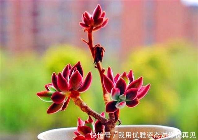 肥厚|春天养锦晃星,做好“3多1少”,叶子肥厚上色快,个子蹭蹭长