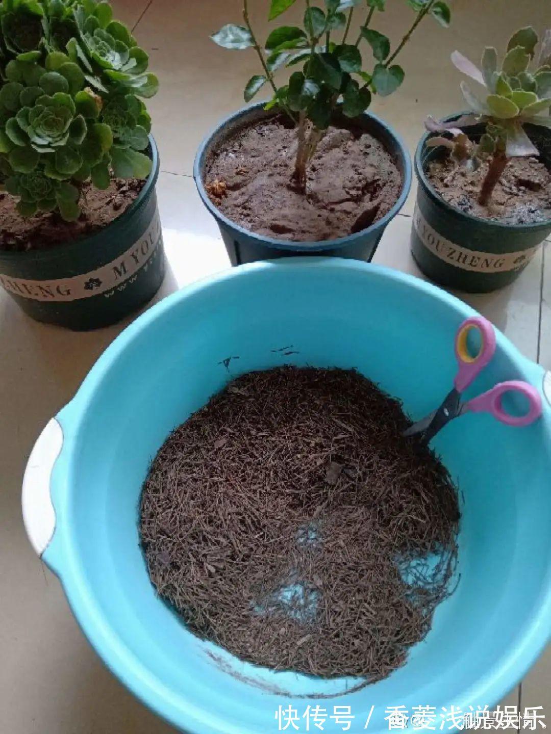 1把核桃垫盆底,不烂根、不招虫,疯长停不下来!