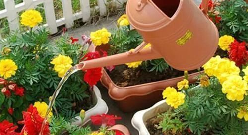 君子兰|3种过期药片别扔,富贵竹、君子兰超喜欢,比营养液好