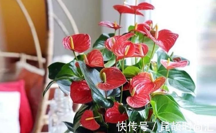 报春花报春花|大年初一错过,正月二十九不能再错过的4种花,养一盆旺运一整年