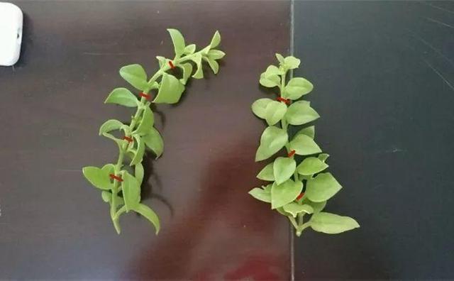 原来这些花开完后，把枝条剪下来插土里就能生根，一盆变多盆