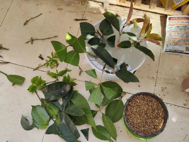 桂花树|路边见到“2种树”,随手摘个小枝条,插土就活,呼呼发根系