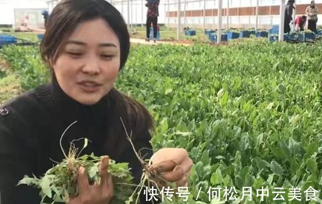 江南人|60种常见野菜，高清大图，收集全了真不容易！