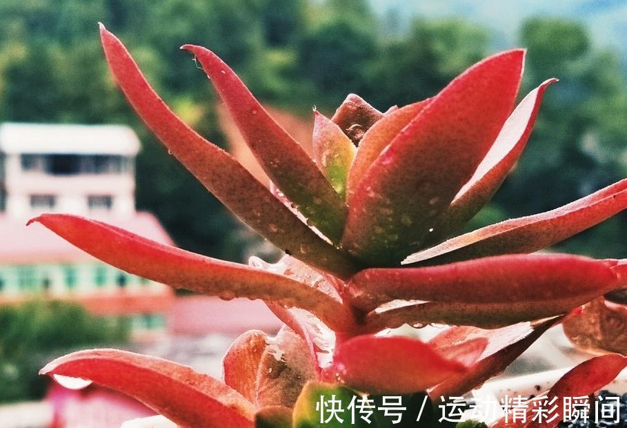 由于养护不当,导致扦插火祭多肉叶片长出白霜且发软卷叶,请重视