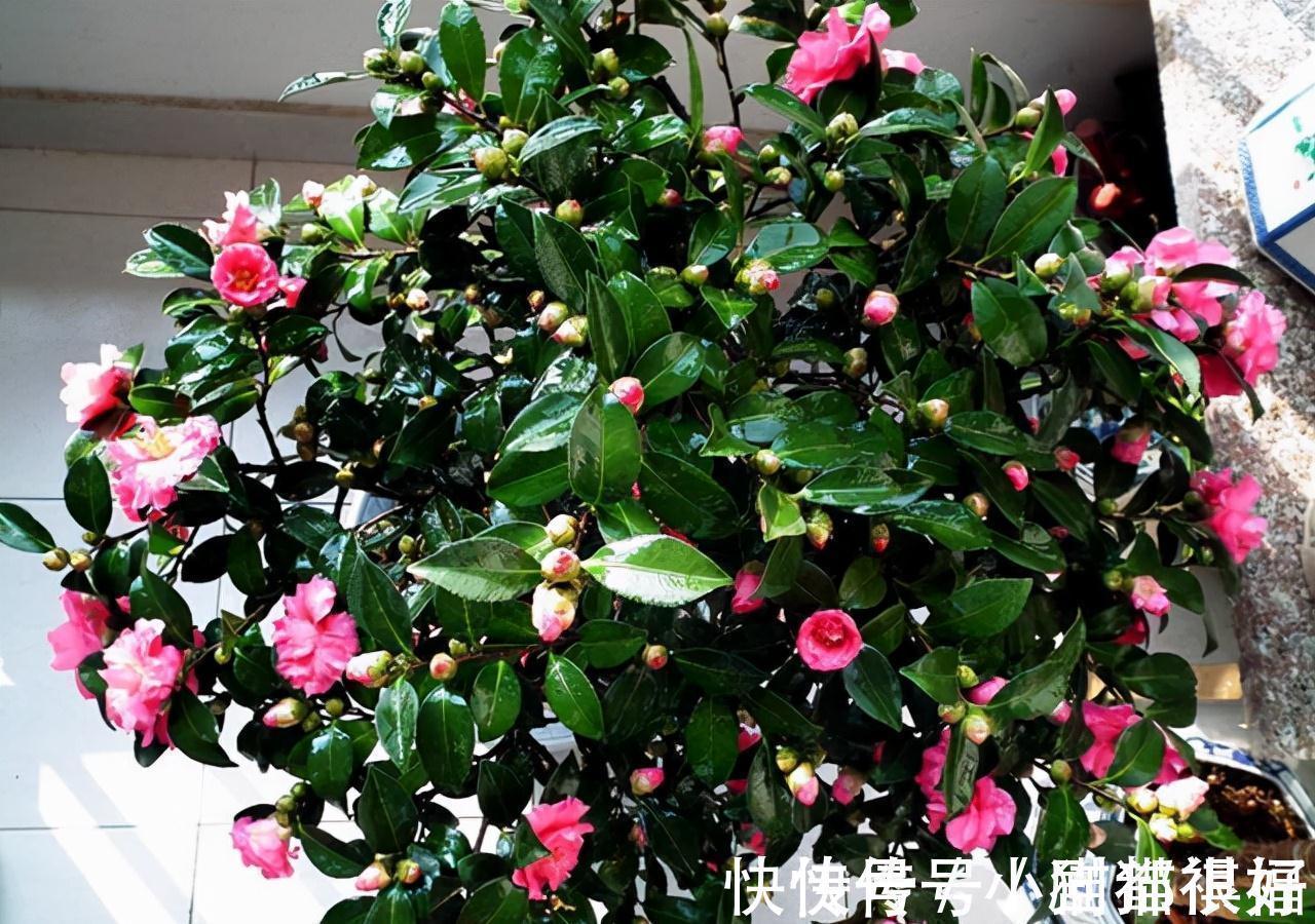 寓意|五种“吉祥花”,建议养一盆,不仅寓意好,还利于健康