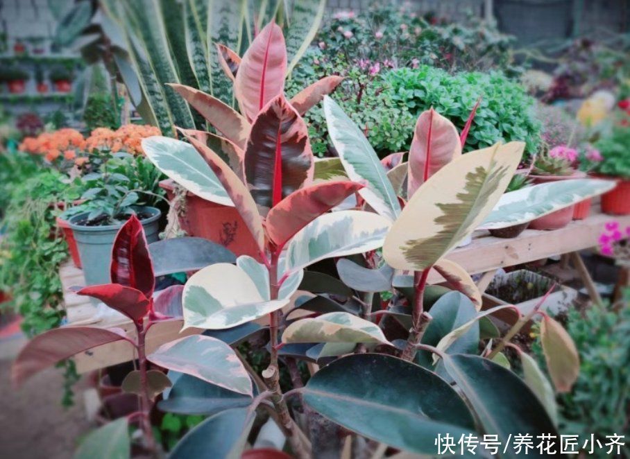 家庭养花分4类，根据各自“特性”，掌握配土技巧，才能不烂根