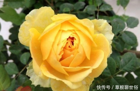 喜欢菊花,不如养这几款花卉,开花勤还爱爆盆,天天都赏花