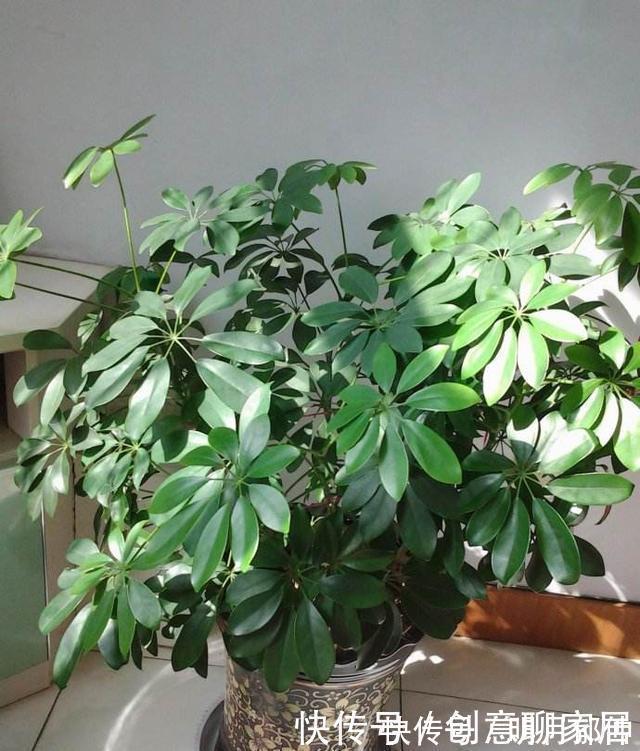 不管你养不养花,3种花,总要养1盆,能缓解疲劳,还能杀病菌