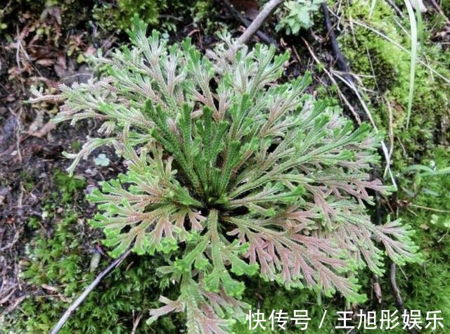 卷柏|石缝里看到“它”,别去踩,挖2棵种花盆上,1年成“盆景”,美!