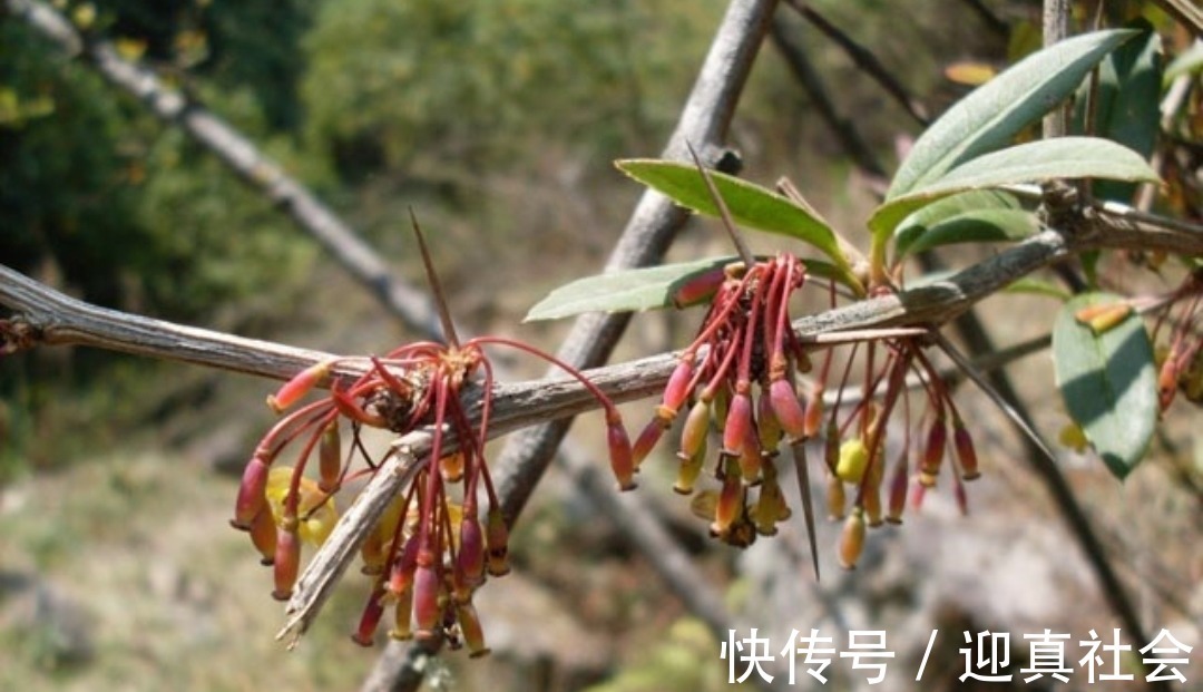 异汉防己碱|农村一种树，浑身长刺，但根部价值却极为珍贵，可抑菌抗肿瘤