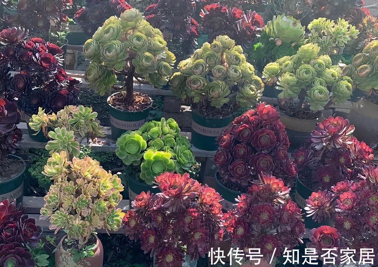 麦秆|三款按头卖的贵货多肉，美杜莎和白菊已经很亲民，麦秆还是天价