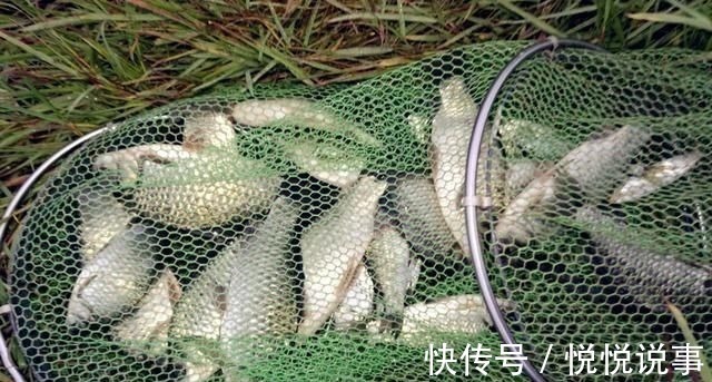 野钓|野钓大半辈子,竟然才知道诱鱼最管用的方法,你尝试过了吗