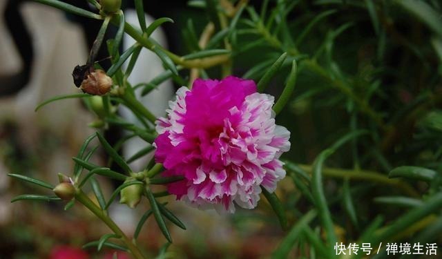 路边看到这“三种花”马上挖回家，花香浓易爆盆，花开一茬又一茬！