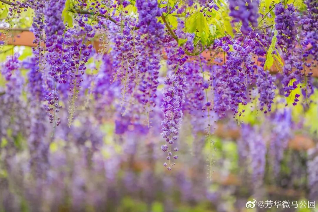 花花花花花~且看公园城市的“花月令”