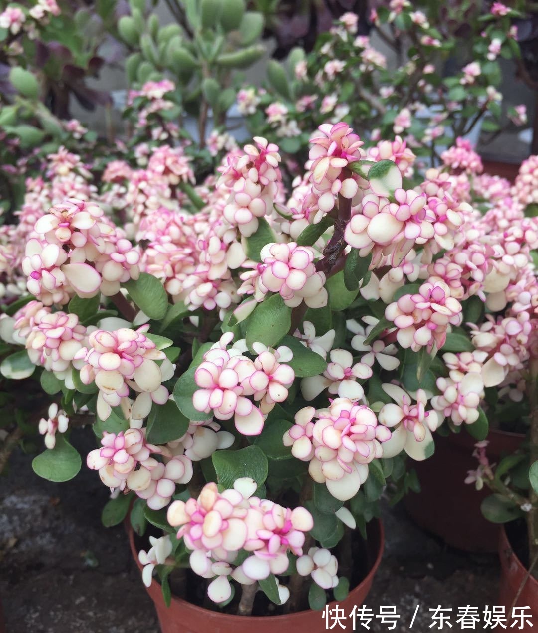 多肉|多肉换盆很讲究,换好生机勃勃,换差烂根烂叶,教你几招好方法!