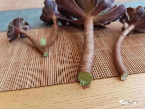 暖气|冬天室内有暖气空调,就繁殖这六种花,扦插一棵活一棵!